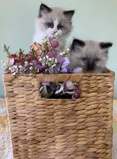 Dolldelight - Ragdoll Breeder, Goulburn - NSW