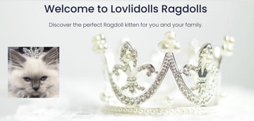 LovliDolls Ragdolls - Ragdoll Cat Breeder 