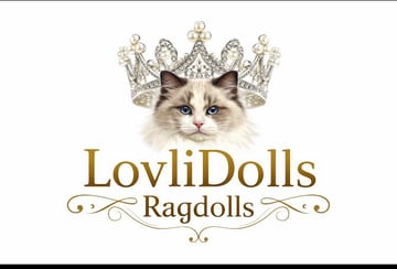 LovliDolls Ragdolls - Ragdoll Cat Breeder 