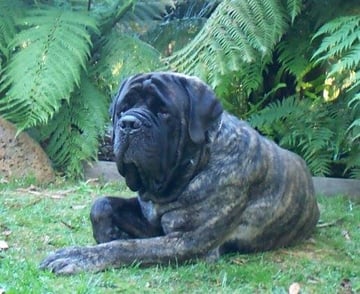 Marstenmoor Mastiffs - Mastiff Breeder - Emerald, VIC