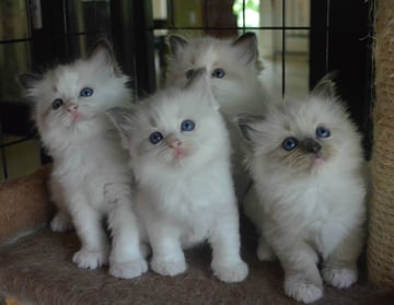 Kelanrowe  - Ragdoll Breeder - Newcastle / Hunter Valley, NSW 