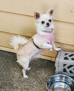 Lilacbloom Kennels - Chihuahua Breeder - Brisbane, QLD