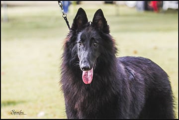 Mirribandi Belgian Shepherds - Belgian Shepherd Breeder - Ipswich, QLD