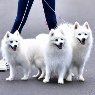 Havenden Japanese Spitz Breeder - Brisbane, QLD