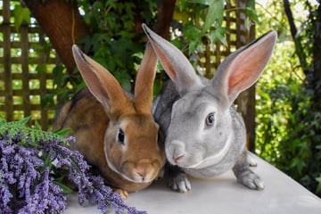 Orion Rabbitry - Rex Rabbit Breeder - Mornington Peninsula, VIC