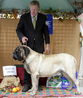 Grandcoeur Mastiffs - Mastiff Breeder -  Romsey, VIC