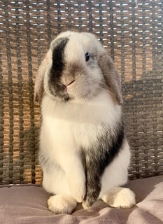 Barnica Bunnies - Mini lop Breeder - Armidale, NSW