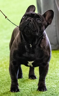 Everglo French Bulldogs - French Bulldog Breeder - Little River, VIC