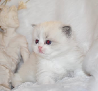 Grathbrae Ragdolls - Ragdoll Cat Breeder - Tyndale, NSW