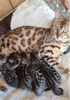 Leosleapards - Quality Bengal Cat Breeder -  Wollongong, NSW