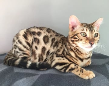 Tanglepaws Bengals - Bengal Cat Breeder - Mount Taylor, VIC