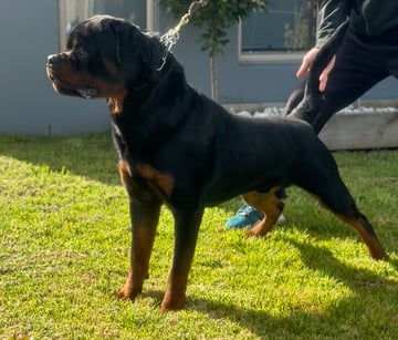 JUREWEILER - Rottweiler Breeder - Melbourne, VIC