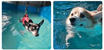 Canine Fitness Centre - Hydrotherapy, Rehab & Exercise - Brisbane