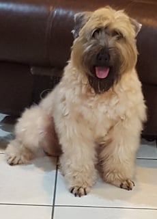 Ariflug - Soft-Coated Wheaten Terrier Breeder - North Lakes, QLD