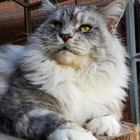 Dirtypaws Maine Coons - Maine Coon Cat Breeder -  Perth, WA