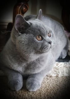 Incigo British Shorthairs - Mount Cottrell - VIC