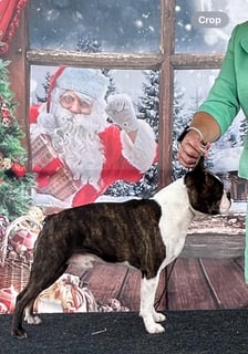 Perfectly - Boston Terrier Breeder - Bega, NSW