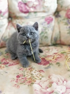 Britique British Shorthairs - British Shorthair Breeder - Tamborine Mountain, QLD