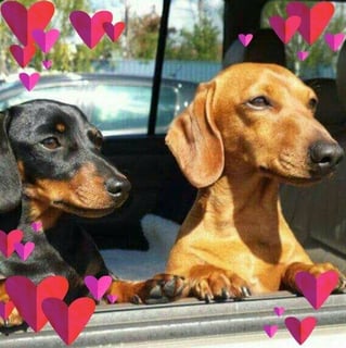 'Made in Tas' Miniature Smooth Dachshund Breeder - Launceston, TAS