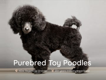 Cabaritatoys - Toy Poodle Breeder - Tweed Heads, NSW