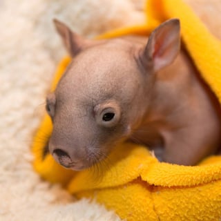 NARG - Native Animal Rescue Group - Majors Creek, Braidwood - NSW