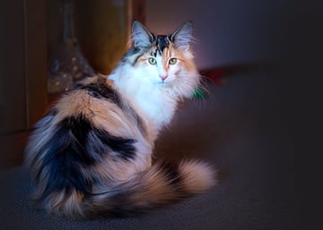 Fairwind Forest Cats - Norwegian Forest Cat Breeder - Tasmania