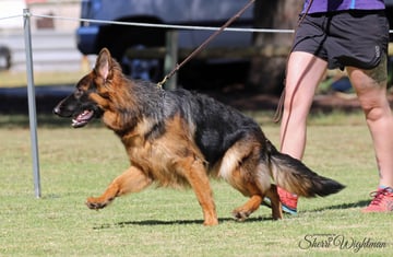 Wohlstand Kennels - German Shepherd Breeder - Perth, WA