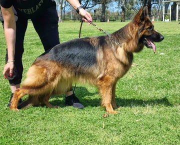 Wohlstand Kennels - German Shepherd Breeder - Perth, WA