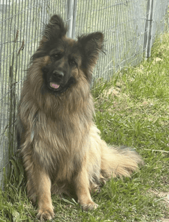 Magnar German Shepherds -  ANKC German Shepherd Breeder - Goulburn, NSW