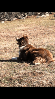 Jemicum Border Collie Breeder - Braidwood, NSW