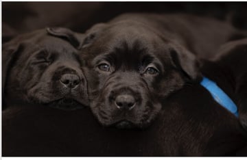 Therapaws Kennels - Labrador Breeder - Geelong, Victoria