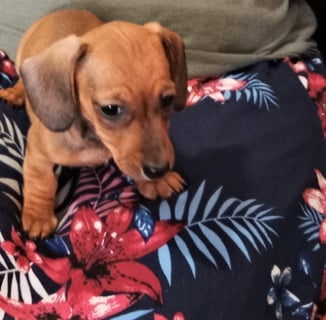 Terralongi Kennels - Mini Smooth Dachshund Breeder - Katrine, WA