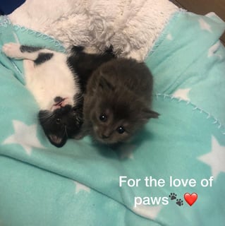 For the Love of Paws