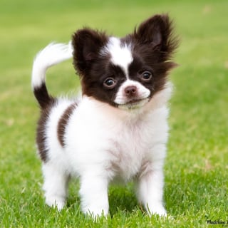 Chilovechi - Chihuahua Breeder - South Australia