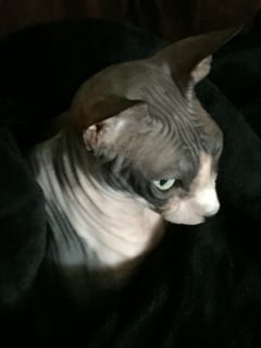 Allregal Sphynx Cattery - Sphynx Cat Breeder - Kwinana, WA