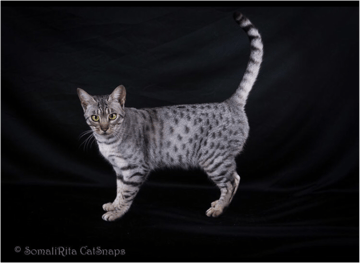 Jasmarez cats - Cats with the Look of the Wild - Adelaide