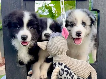 TORUNAHMUK BORDER COLLIES - Border Collie Breeder - Ormiston, QLD