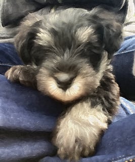 Minibarbu Miniature Schnauzers - Miniature Schnauzer Breeder - Lara, VIC