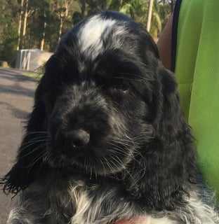 Cleemist - Cocker Spaniel Breeder - Batemans Bay, NSW