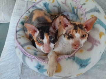 Brindie Cattery - Cornish Rex, Russian Blue  and British Shorthair Cat Breeder 