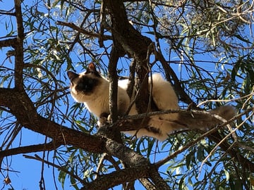 Ktique - Birman Cat Breeder - Gold Coast, QLD