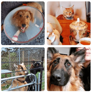 Blue Mountains Emergency Vet BLUE MOUNTAINS EMERGENCY VET