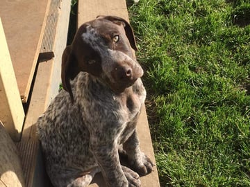 Lothbrok Kennels - German Shorthaired Pointer Breeder - Launceston, TAS