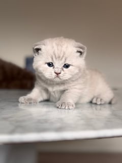 Damewood - Scottish Fold and British Shorthair Breeder - Sydney, NSW