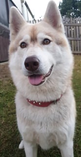 Clamiko - Siberian Husky Breeder, Mackay - QLD 