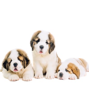 BERNEDALE SAINT BERNARDS - Brisbane, QLD