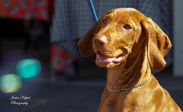 VizMagic - Breeder of Hungarian Vizsla Pure Bred Dogs - Melbourne, VIC