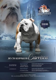 Majestueux Kennels - British Bulldog & Chow Chow Breeder - Kunda Pk, QLD
