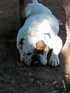 CHARMCCOY Bulldogs -  British Bulldog Breeder - Midura, VIC