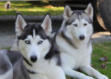 Snofall Siberians - Siberian Husky Breeder - South East Melbourne, VIC